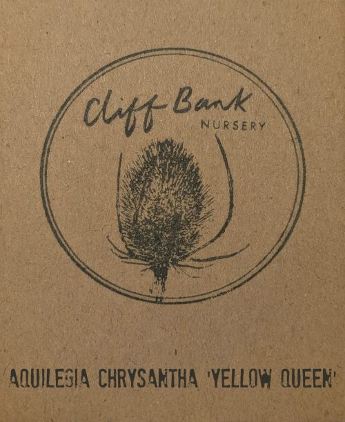 Aquilegia chrysantha ‘Yellow Queen’