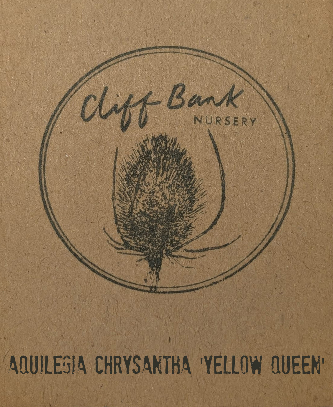 Aquilegia chrysantha &lsquo;Yellow Queen&rsquo;