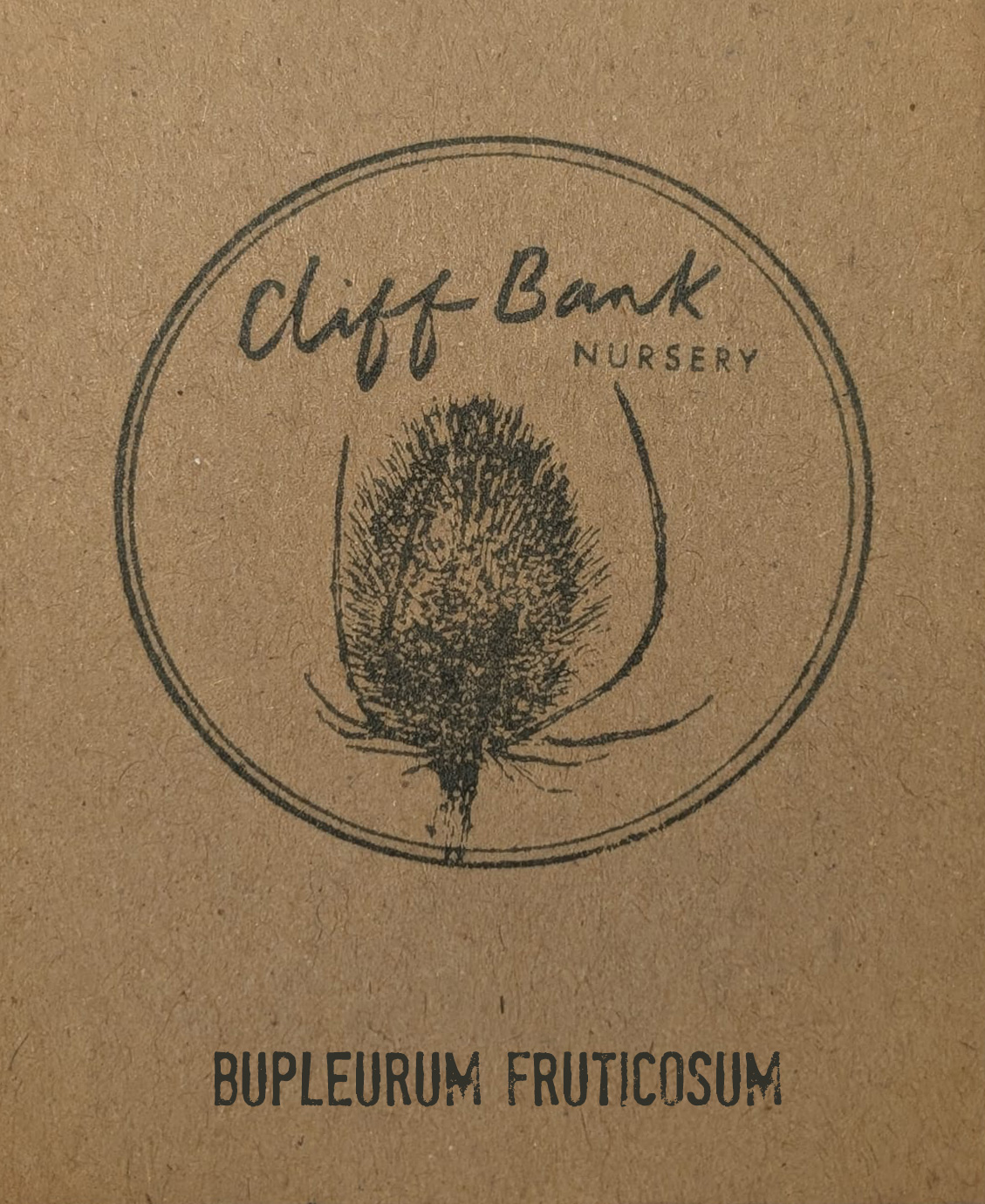 Bupleurum fruticosum