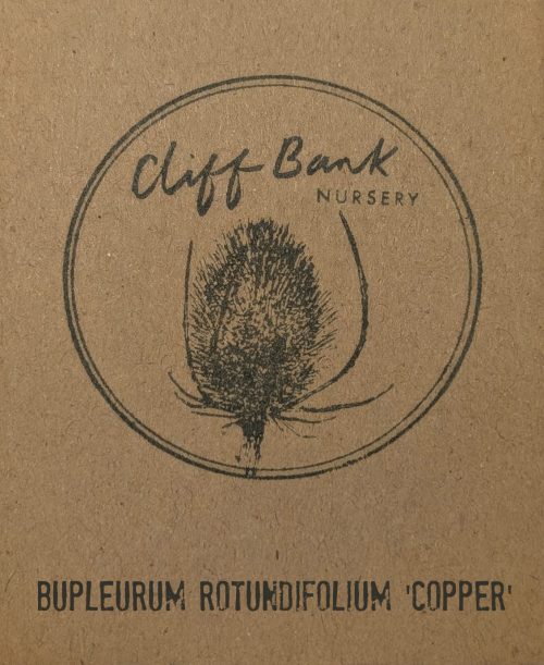 Bupleurum rotundifolium ‘Copper’