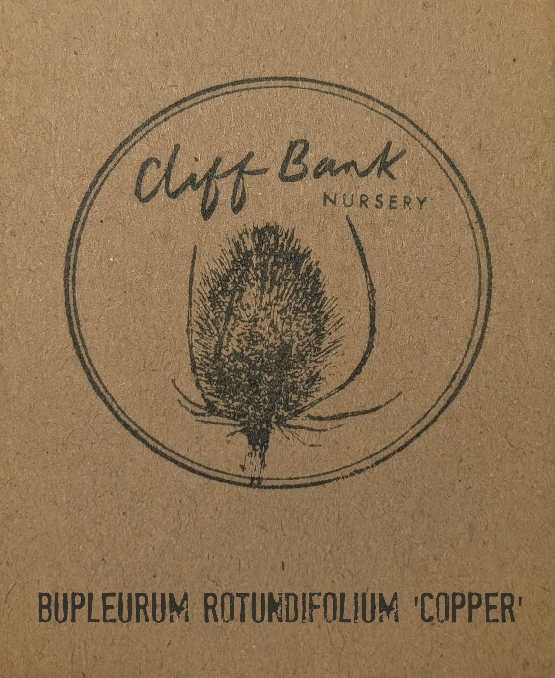 Bupleurum rotundifolium &lsquo;Copper&rsquo;