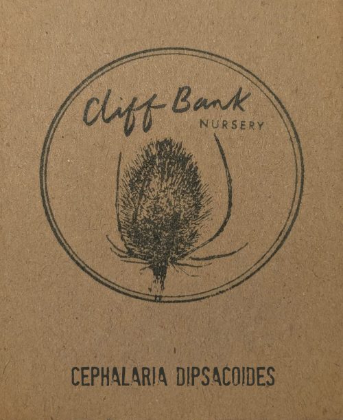 Cephalaria dipsacoides