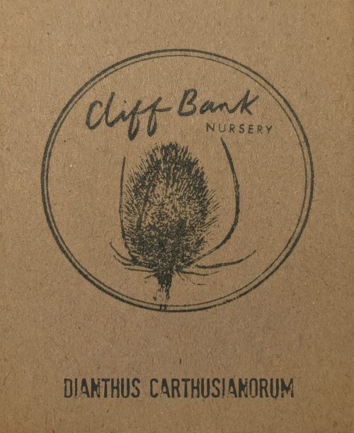 Dianthus carthusianorum