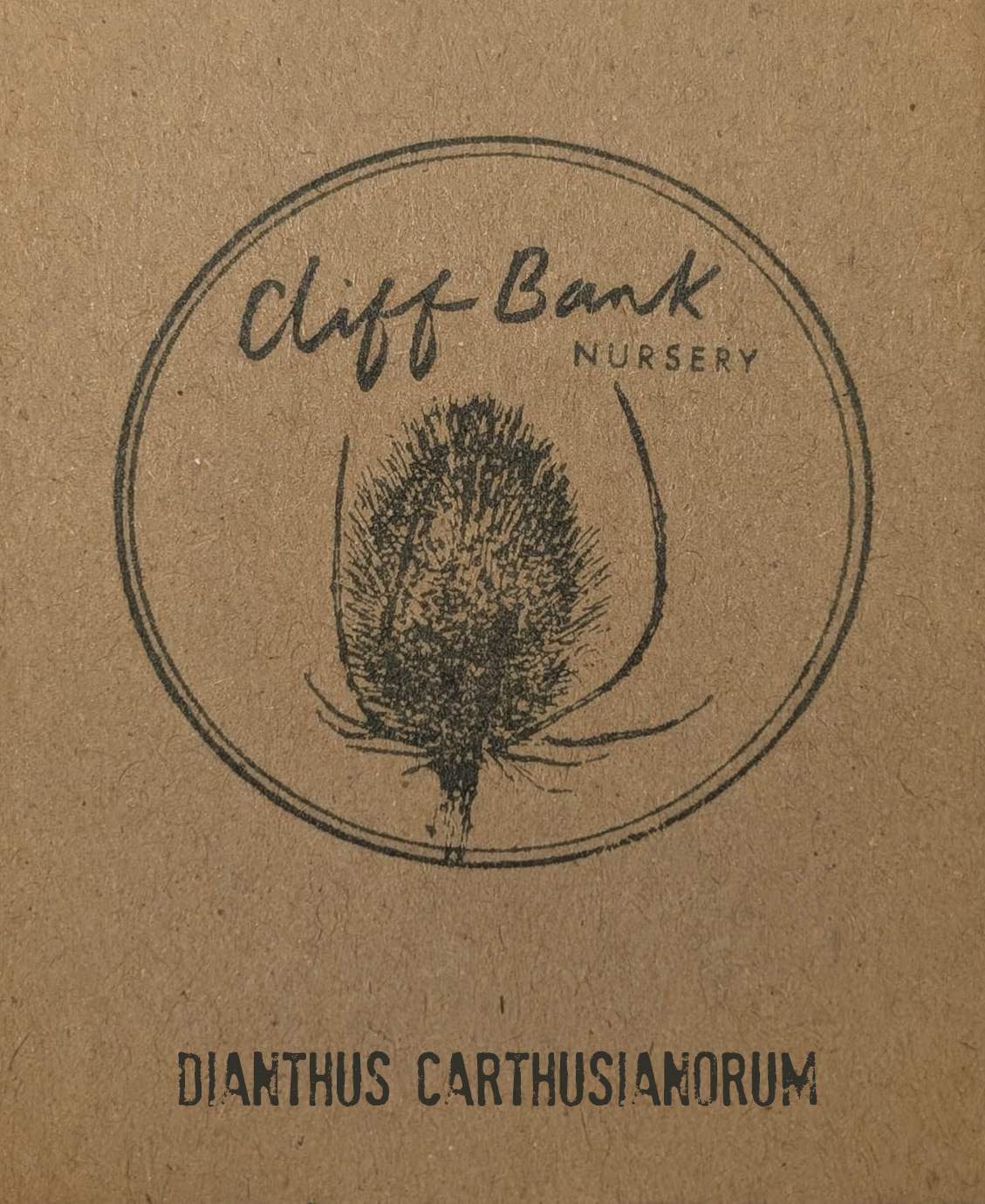 Dianthus carthusianorum