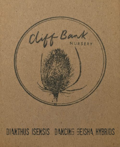 Dianthus isensis Dancing Geisha hybrids