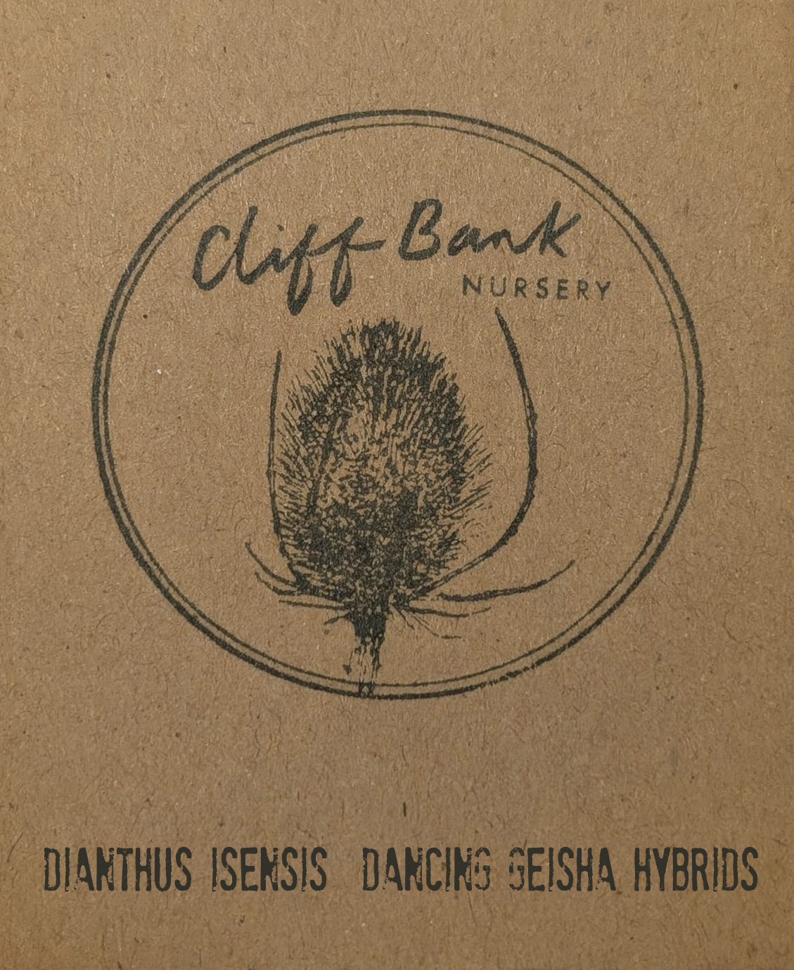 Dianthus isensis Dancing Geisha hybrids