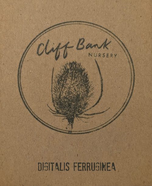 Digitalis ferruginea