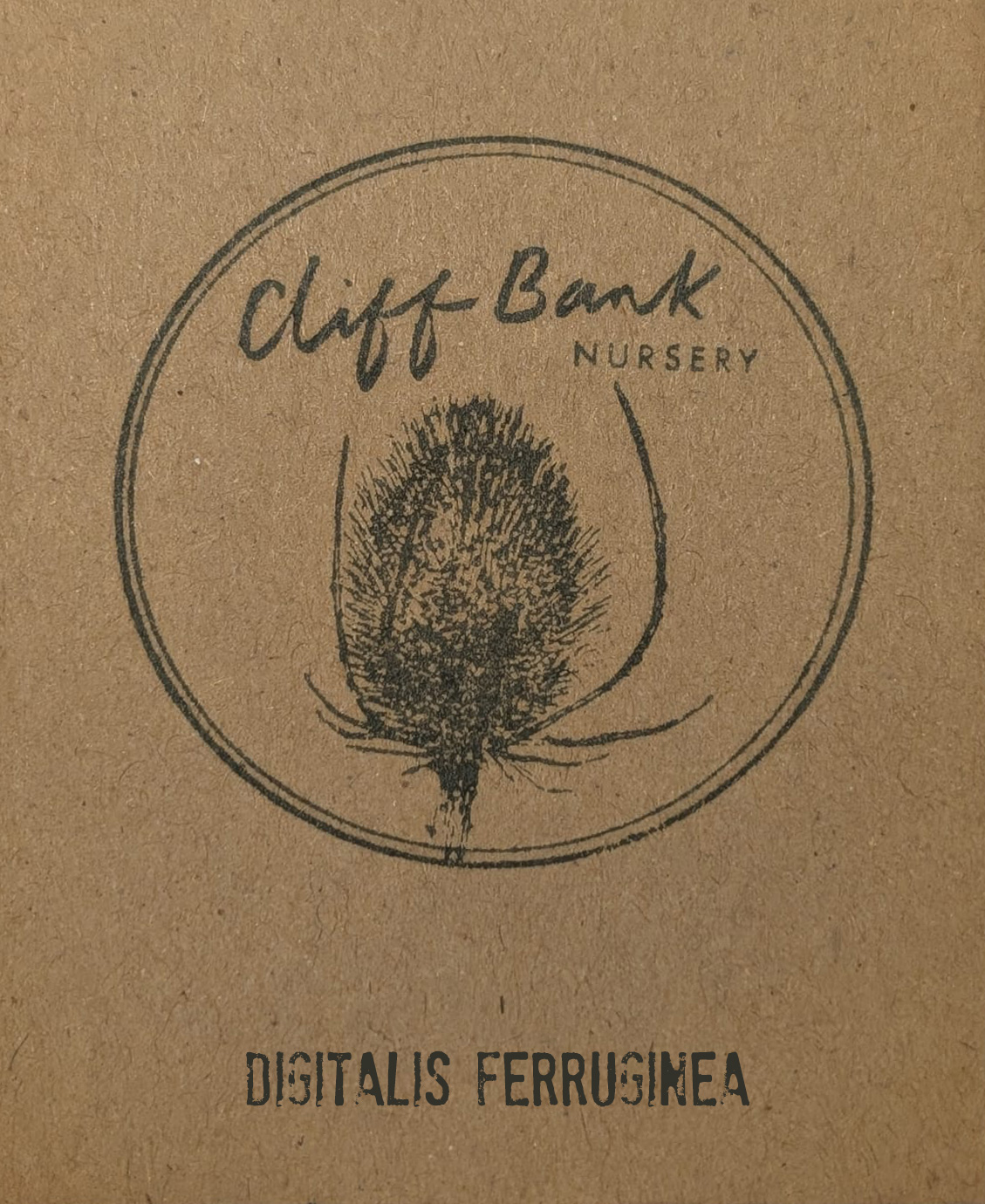 Digitalis ferruginea