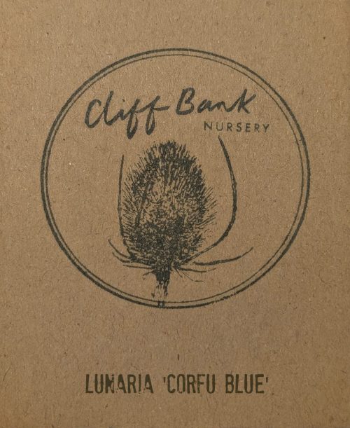 Lunaria ‘Corfu Blue’