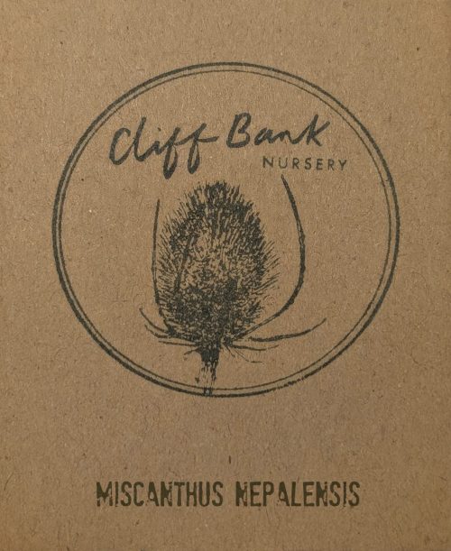 Miscanthus nepalensis