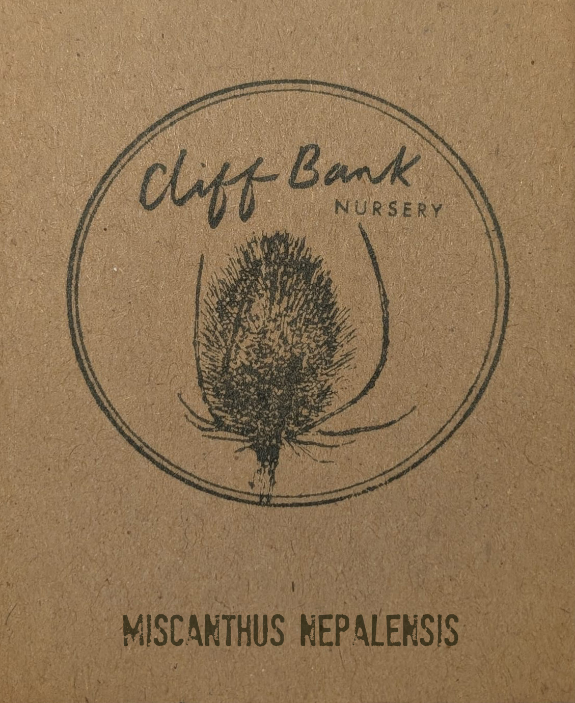 Miscanthus nepalensis