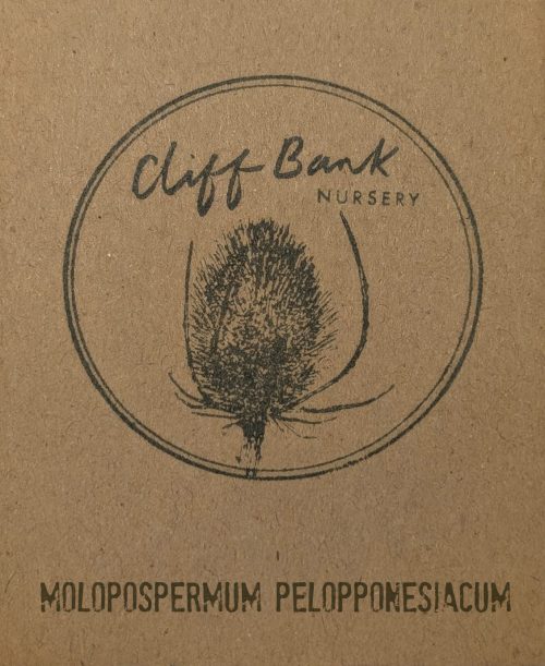 Molopospermum pelopponesiacum