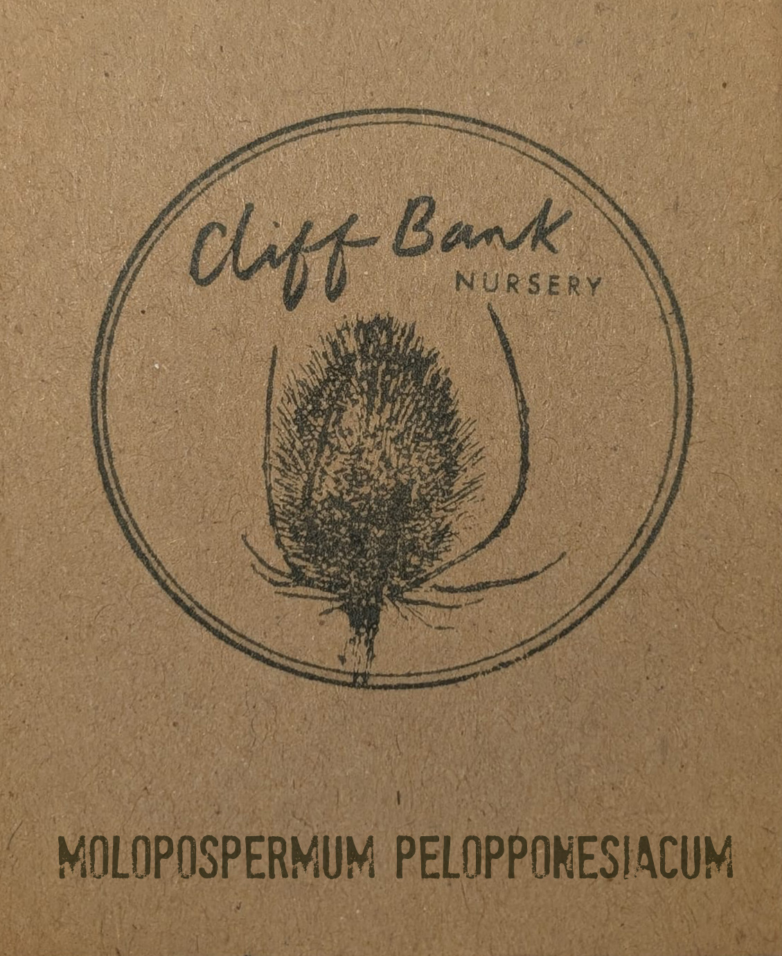 Molopospermum pelopponesiacum