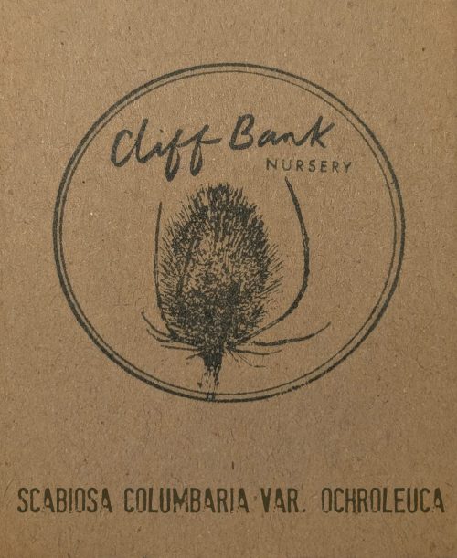 Scabiosa columbaria var. ochroleuca