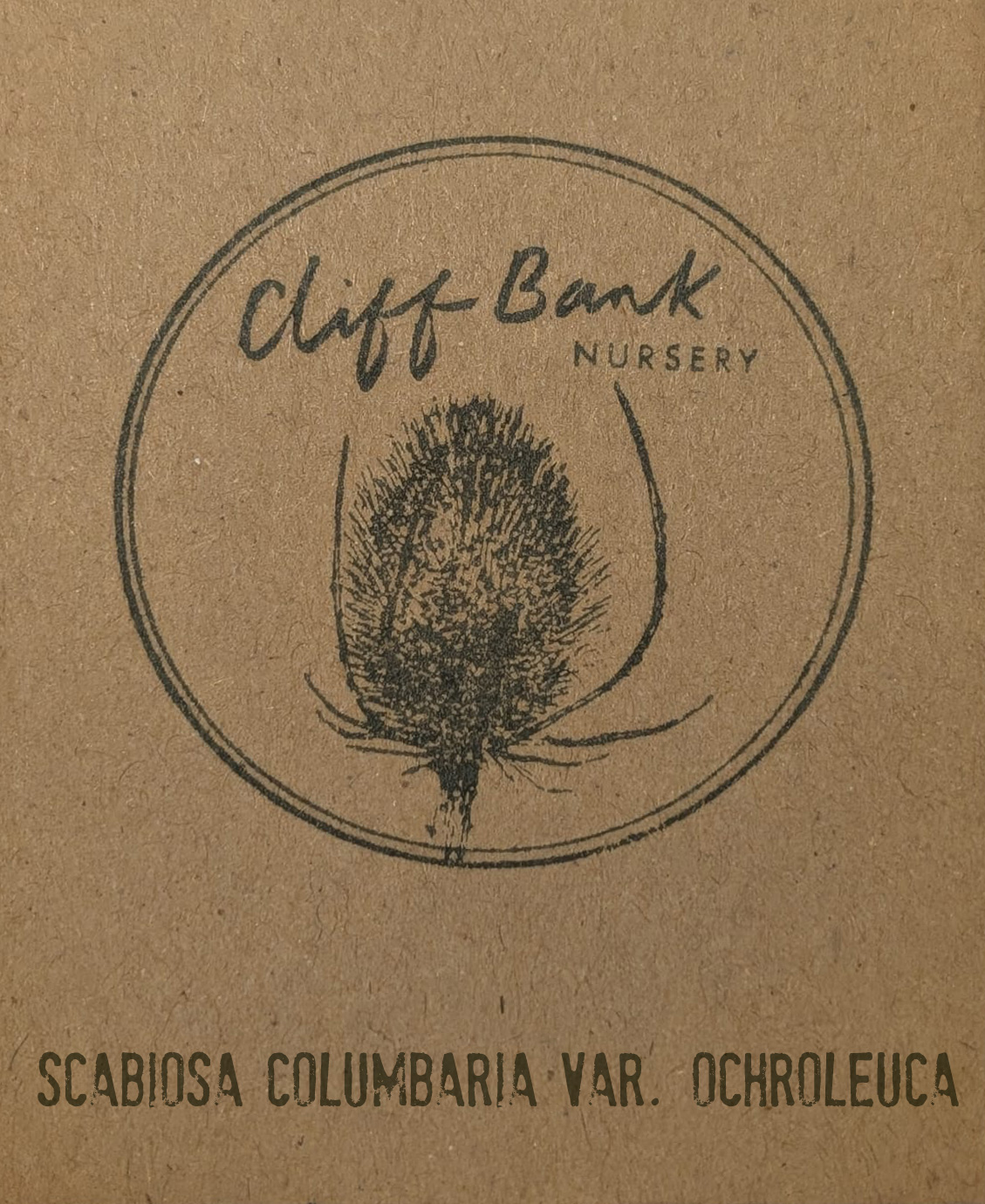 Scabiosa columbaria var. ochroleuca
