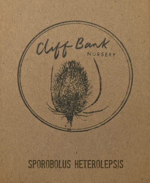 Sporobolus heterolepsis