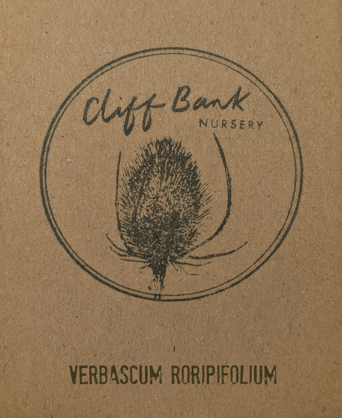 Verbascum roripifolium